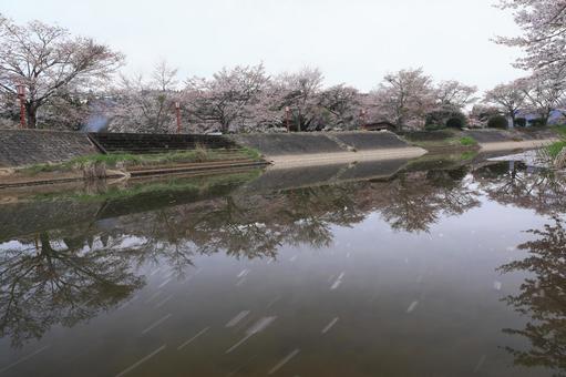 川辺に映る桜並木 川辺に映る桜並木の写真