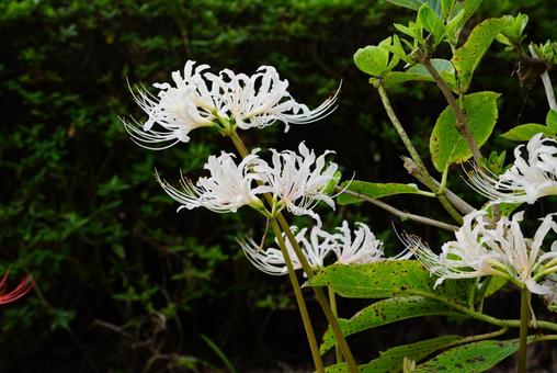 ヒガンバナ ヒガンバナ 彼岸花,白,植物の写真素材