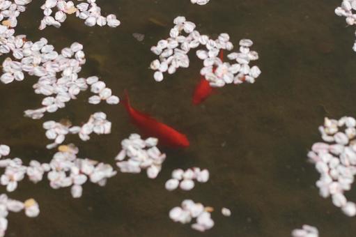 Cherry blossoms and goldfish, JPG