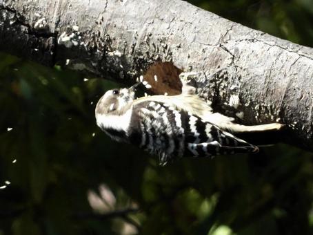 巣穴を掘るコゲラの写真