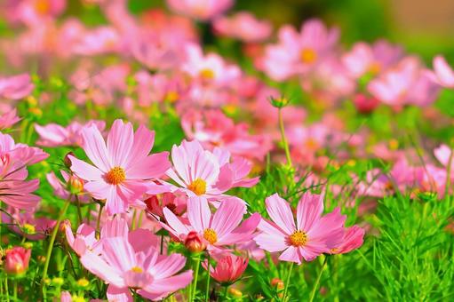 秋の日差しを受ける満開のコスモスの群生 秋の日差しを受ける満開のコスモスの群生 植物,花,コスモスの写真素材