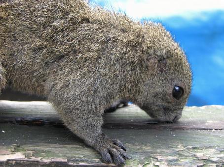 ぎふ金華山リス村のリス 07 2011 リス,タイワンリス,リス村の写真素材