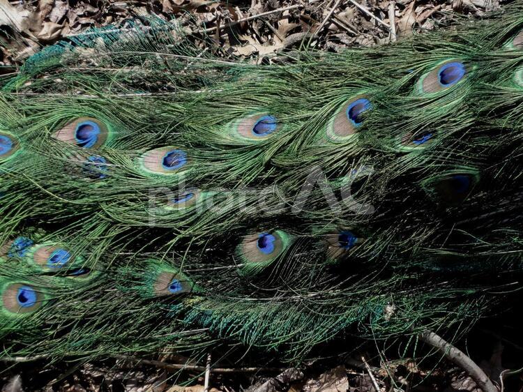 孔雀の羽根 鳥,クジャク(雄),羽の写真素材