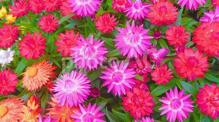 ヘリクリサム2 花,花束,フラワーの写真素材