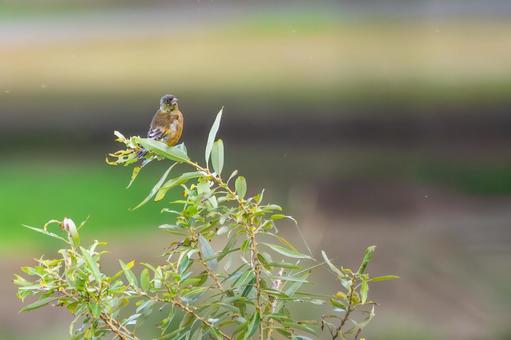 カワラヒワ(61) カワラヒワ(61)の写真