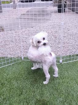 マルチーズ マルチーズの写真