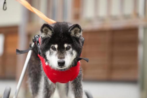 車椅子ワンコのポートレート 犬,雑種,いぬの写真素材
