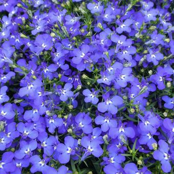 Small blue flowers, Lobelia flowers, Leon, JPG