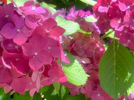 鮮やかなピンクの紫陽花 鮮やかなピンクの紫陽花の写真