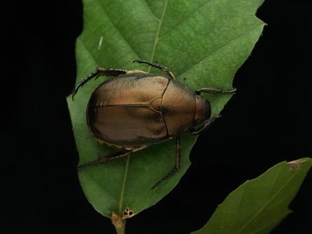Photo, scarab, dragonbubui, leaf, 