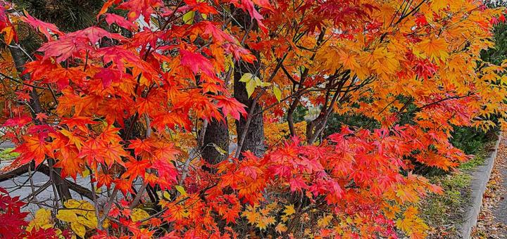鮮やかに色づいた紅葉 紅葉,秋,もみじの写真素材
