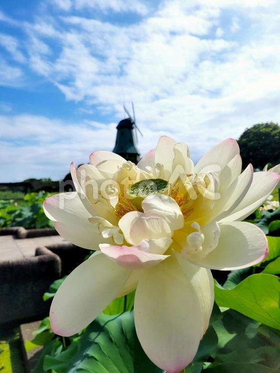 公園に咲く白い蓮の花 蓮の花,自然,自然素材の写真素材