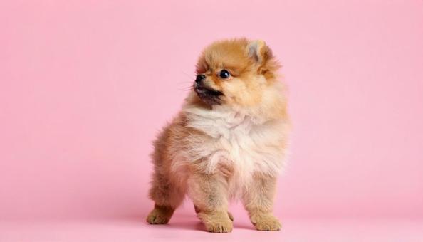 かわいいポメラニアン かわいいポメラニアンの写真