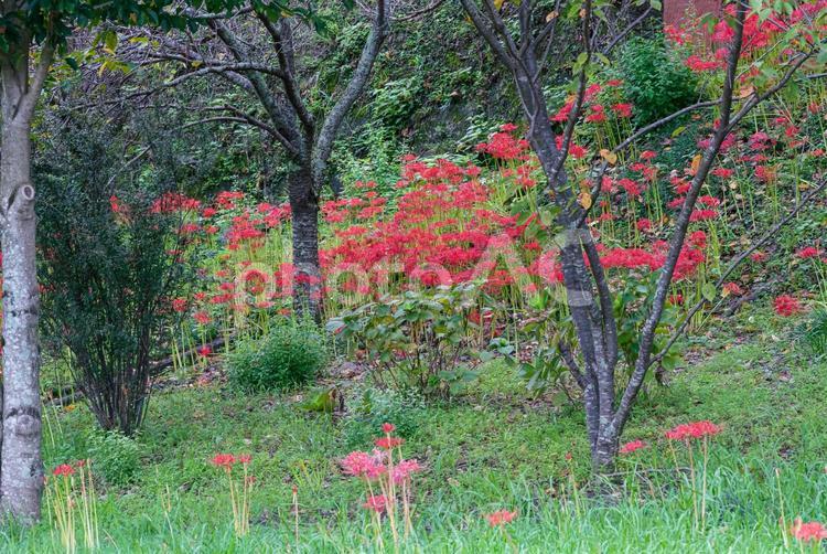 斜面で咲く美しい彼岸花 彼岸花,草花,花の写真素材
