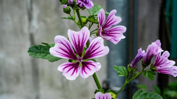 Photo, xeniaoi, common marrow, flower, 