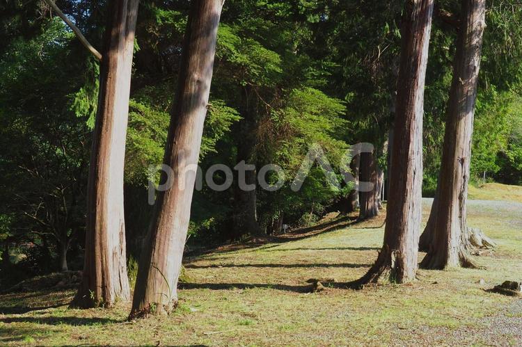 公園の林間の景色　 木材,材木,木の写真素材