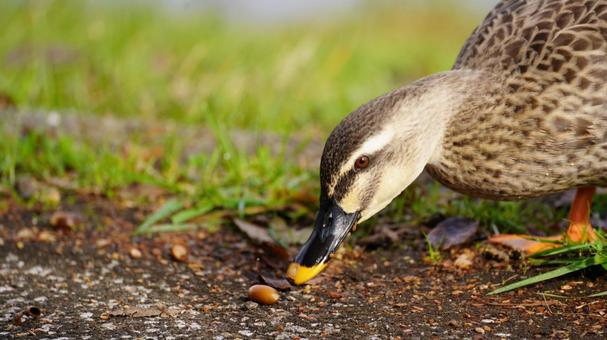 カルガモとどんぐり カルガモ,どんぐり,鴨の写真素材