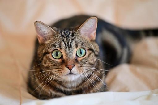 みつめる猫ちゃん No.1 ねこ,動物,しま模様の写真素材