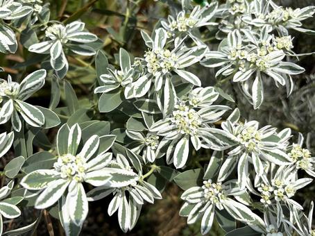 植物 ハツユキソウ 植物 ハツユキソウ ハツユキソウ,初雪草,花の写真素材