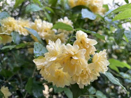 雨上がりのモッコウバラ 雨上がりのモッコウバラ 花,フラワー,ガーデニングの写真素材