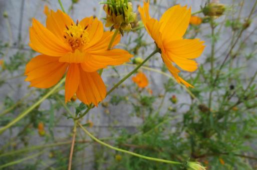 キバナコスモスの写真