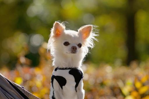チワワのポートレート 犬,チワワ,小型犬の写真素材