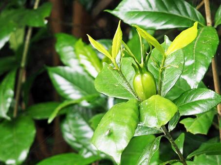 Fruit grew among the tender shoots, JPG Fruit grew among the tender shoots, JPG