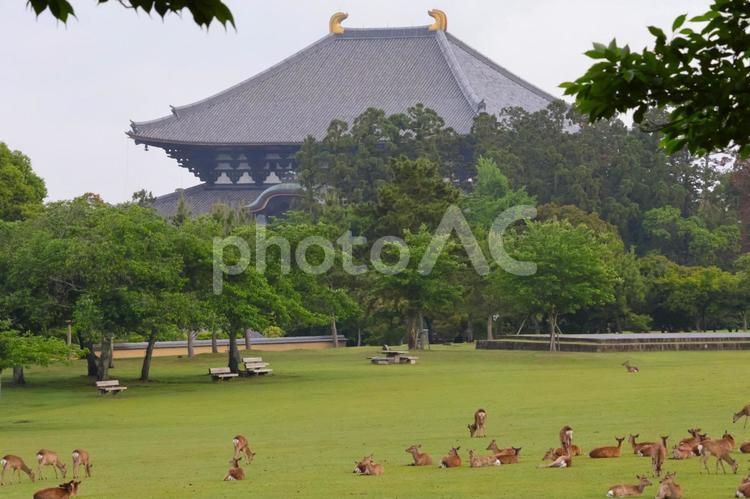 朝の奈良公園の鹿と東大寺・横 東大寺,奈良,鹿の写真素材