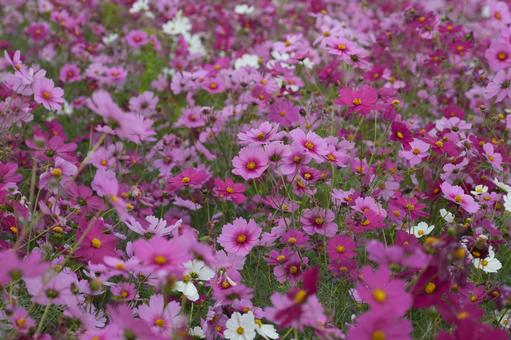 コスモス（安城市赤松町）の写真