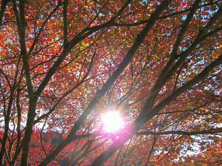 紅葉風景autumn leaves 紅葉風景autumn leaves 紅葉,秋,葉の写真素材