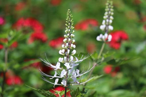 花壇に咲くネコノヒゲの花のアップ 花壇に咲くネコノヒゲの花のアップの写真