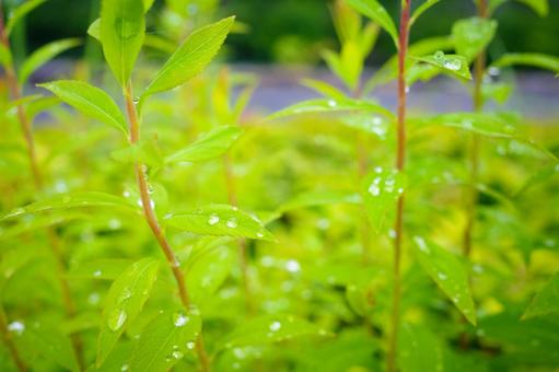 Leaf with raindrops / Image material of rain, rainy season, after rain Leaf with raindrops / Image material of rain, rainy season, after rain