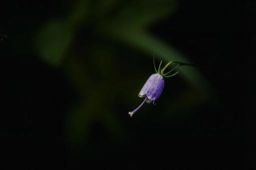 ＜素材＞ツリガネニンジンの花 ツリガネニンジン,トトキ,花の写真素材
