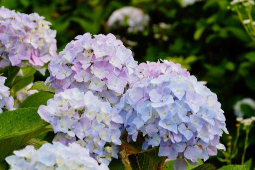 紫陽花 紫陽花の写真