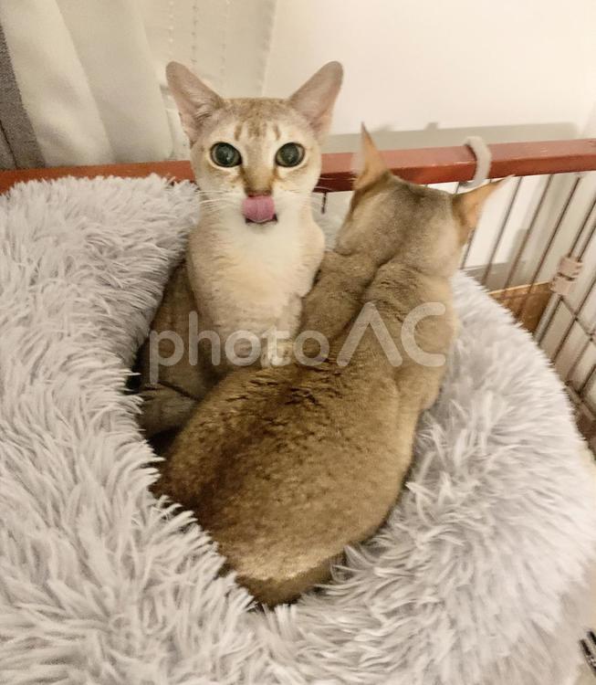 寄り添う2匹のシンガプーラ シンガプーラ,猫,ネコの写真素材