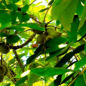 まだ青いクルミの実 木漏れ日,クルミ,クルミの実の写真素材