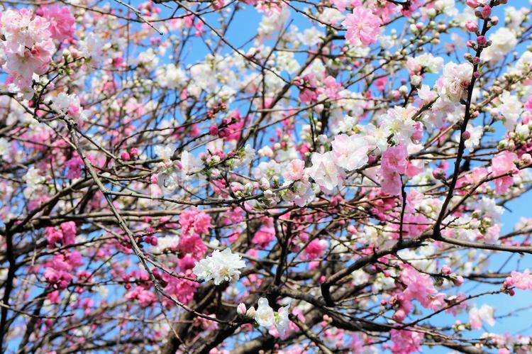 紅白入り混じって咲く美しさ　桃の花 桃の花,桃,花桃の写真素材