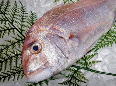 天然魚 真鯛 天然魚 真鯛の写真