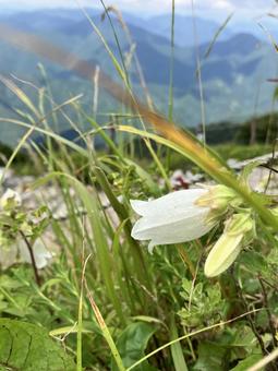 ヤマホタルブクロ ヤマホタルブクロ,高山植物,夏の写真素材