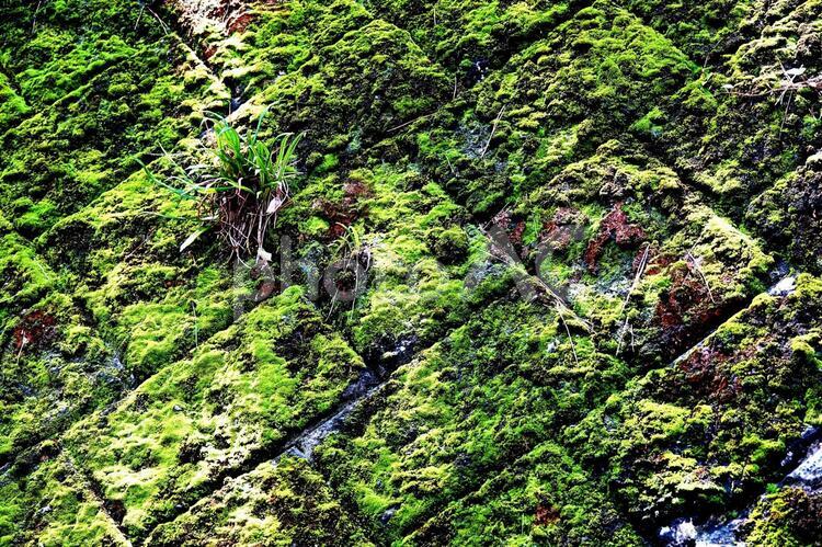 木漏れ日な映える苔 ブロック,コケ,苔の写真素材