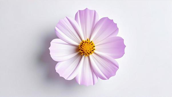 コスモス_ピンクC1 コスモス_ピンクC1の写真