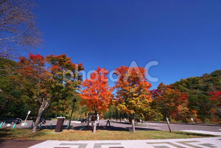 滝野すずらん丘陵公園の輝き 滝野すずらん丘陵公園,綺麗,黄色い葉の写真素材