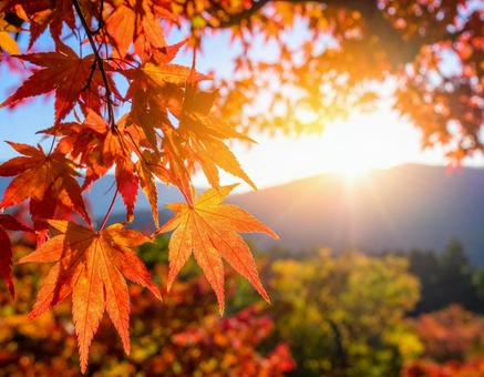 もみじの葉のクローズアップ もみじの葉のクローズアップの写真