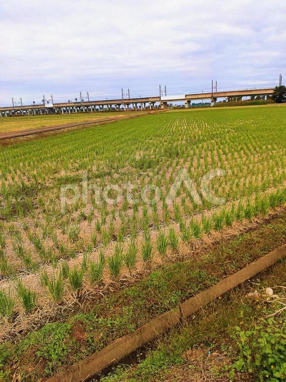 稲刈り後の畑 グリーン,植物,緑の写真素材