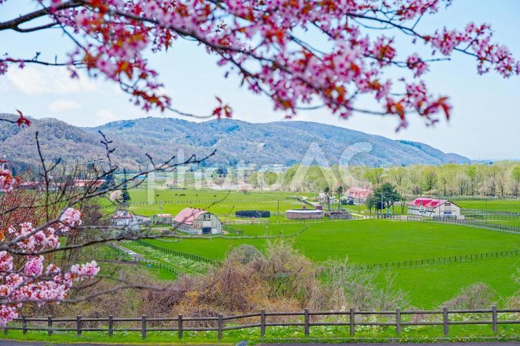 牧場と桜 牧場と桜,桜,牧場の写真素材