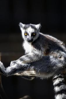 ワオキツネザル ワオキツネザル,猿,ストライプテイルの写真素材