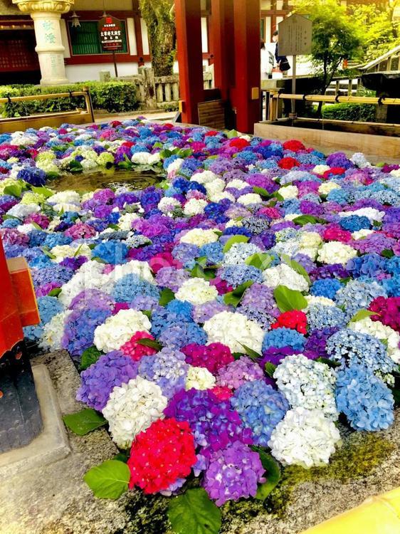 鮮やかな紫陽花 アジサイ,太宰府,天満宮の写真素材