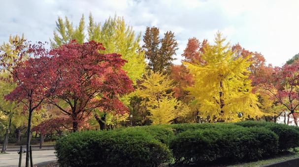 大阪城公園の紅葉 紅葉,赤,黄色の写真素材
