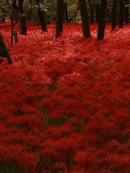 曼殊沙華 曼殊沙華,秋,マジュシャカの写真素材