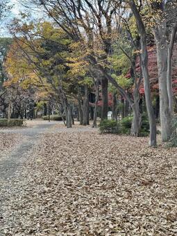 秋の砧公園 砧公園,用賀,公園の写真素材